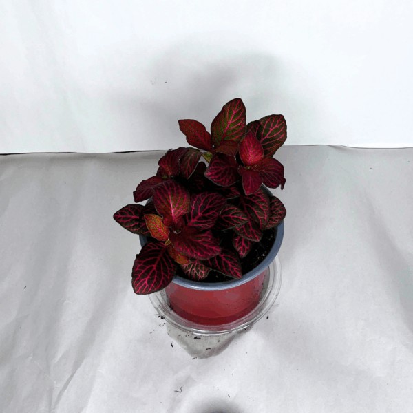 Fittonia