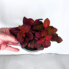 Fittonia