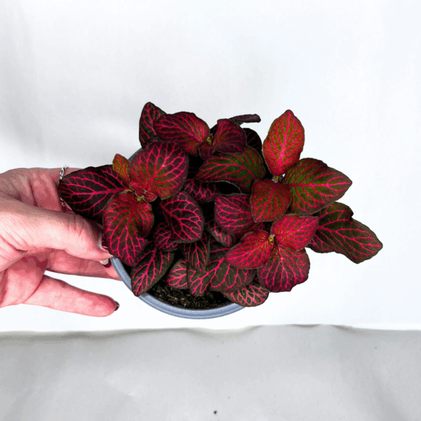 Fittonia
