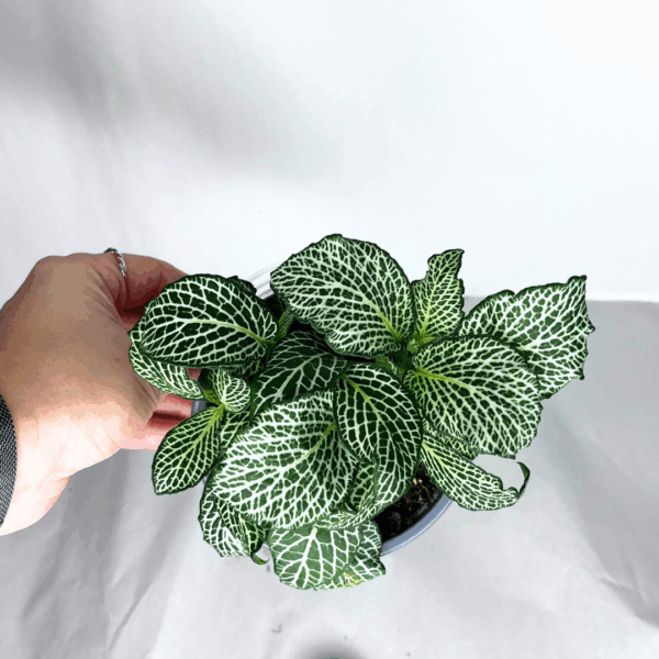 Fittonia