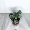 Fittonia