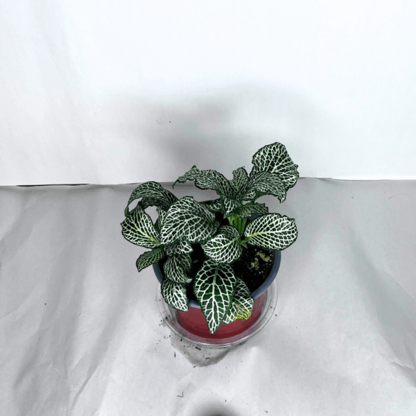 Fittonia