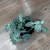 Fittonia