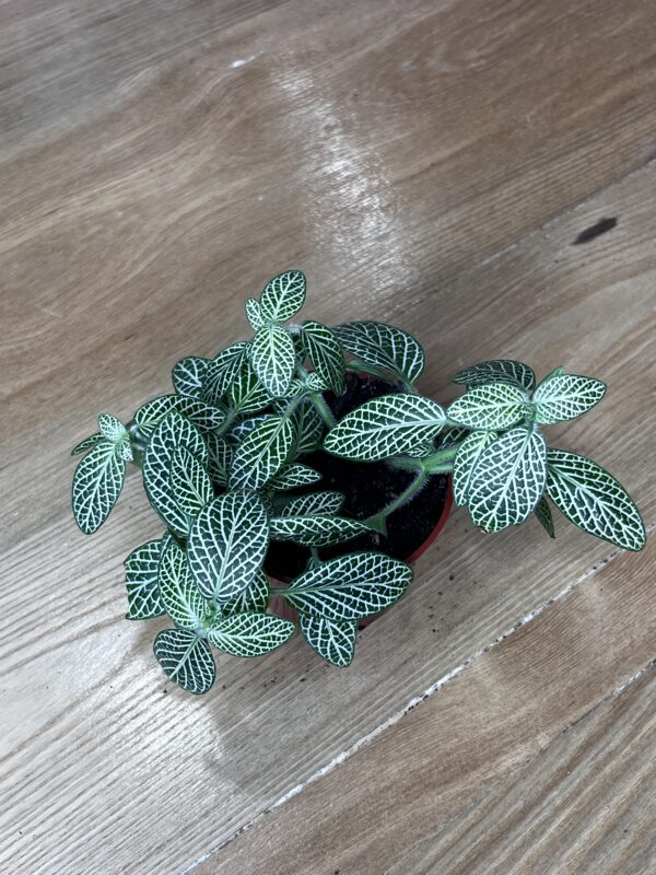 Fittonia