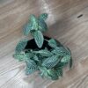 Fittonia