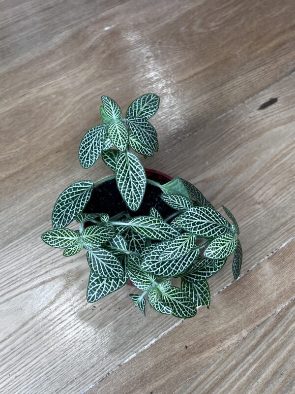 Fittonia