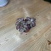 Fittonia