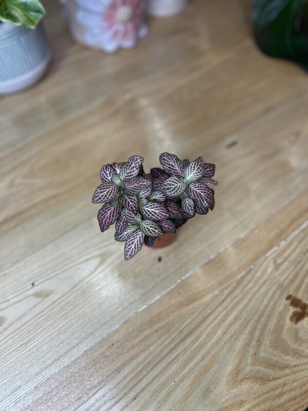 Fittonia