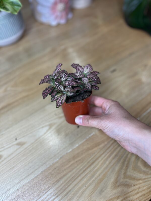 Fittonia