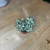 Fittonia