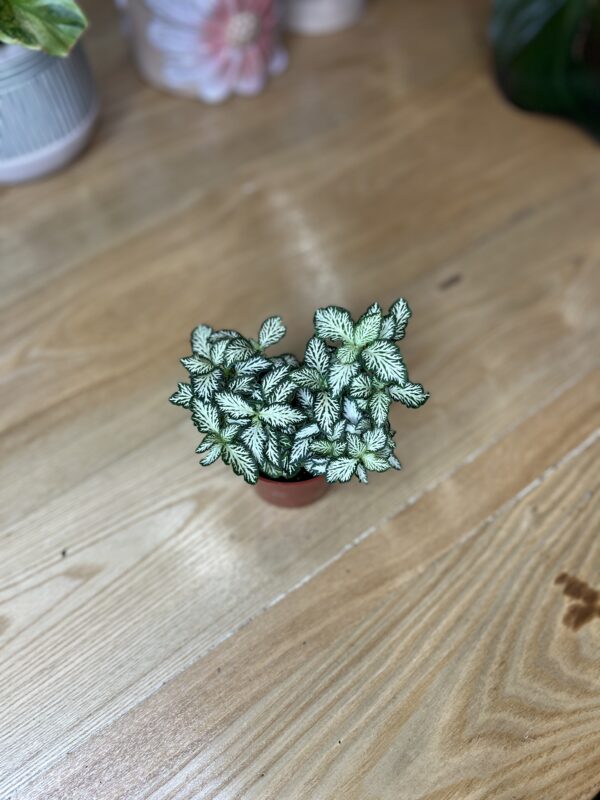 Fittonia