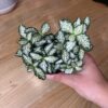 Fittonia