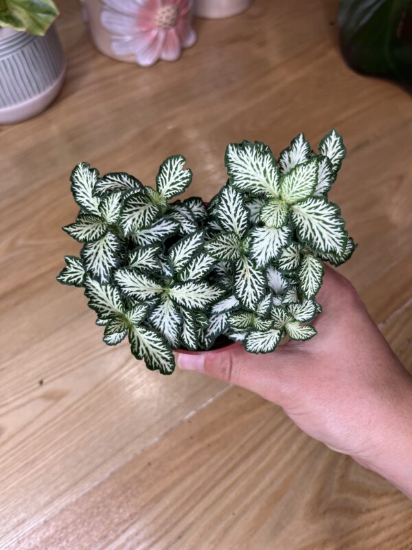 Fittonia