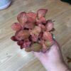 Fittonia