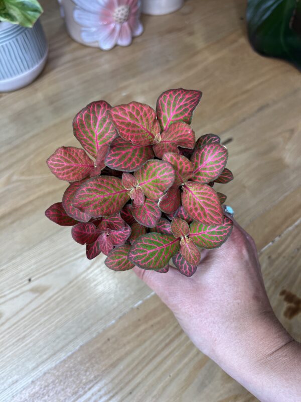 Fittonia