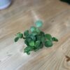 Peperomia Hope