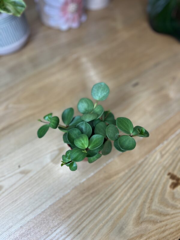 Peperomia Hope