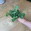 Peperomia Hope