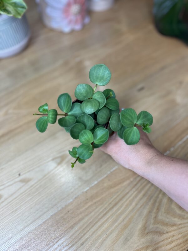 Peperomia Hope