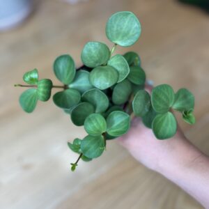 Peperomia Hope