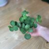 Peperomia Hope
