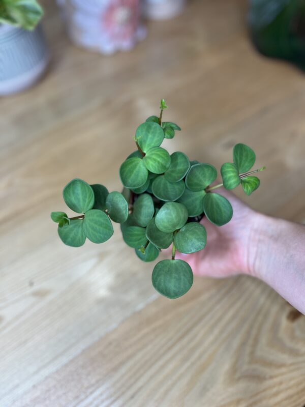 Peperomia Hope