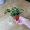 Peperomia Hope
