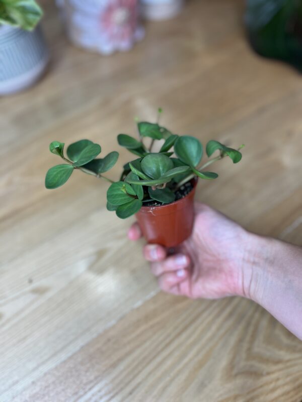 Peperomia Hope