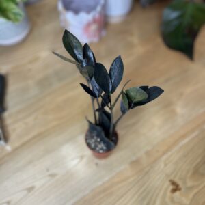 Zamioculcas Zamiifolia Oscuro Black
