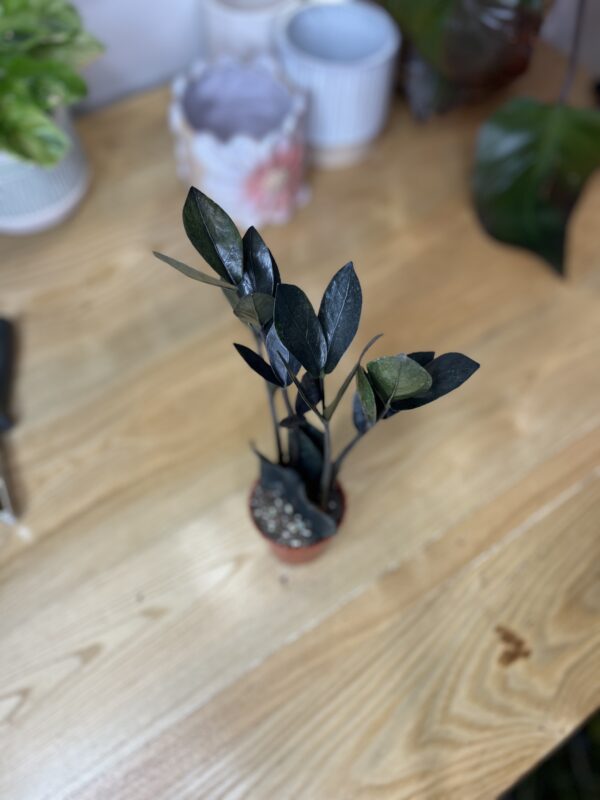 Zamioculcas Zamiifolia Oscuro Black