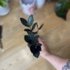 Zamioculcas Zamiifolia Oscuro Black