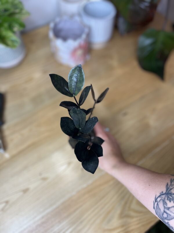Zamioculcas Zamiifolia Oscuro Black