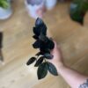 Zamioculcas Zamiifolia Oscuro Black