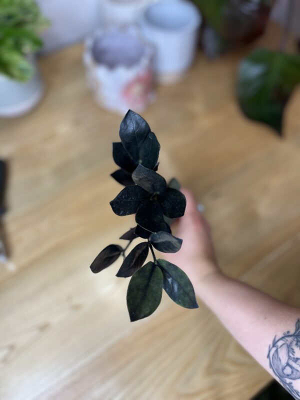 Zamioculcas Zamiifolia Oscuro Black