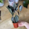 Zamioculcas Zamiifolia Oscuro Black