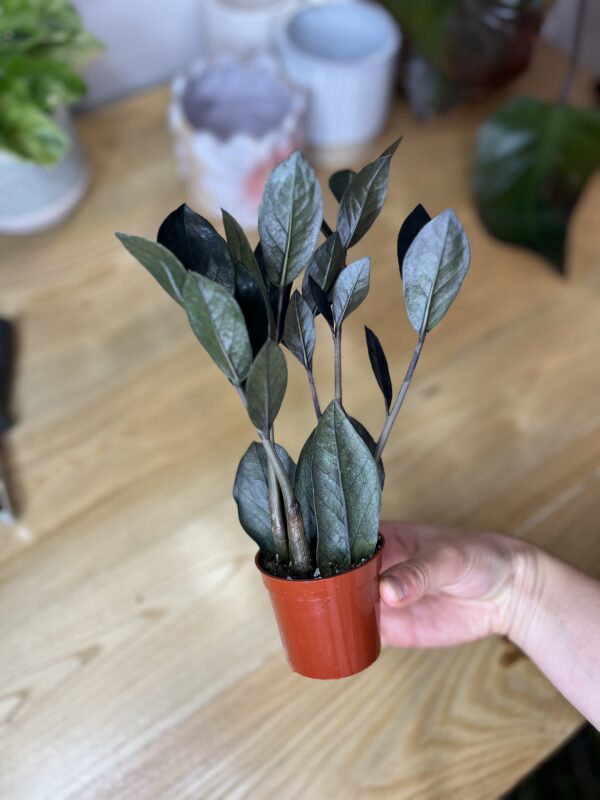 Zamioculcas Zamiifolia Oscuro Black
