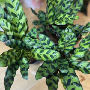 Plantes tropicales