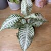 Aphelandra Snowflake
