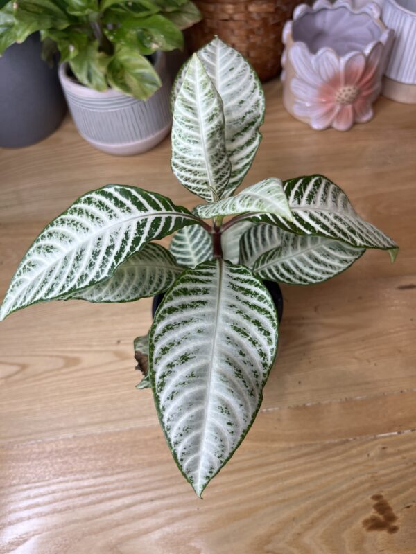 Aphelandra Snowflake