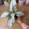 Aphelandra Snowflake