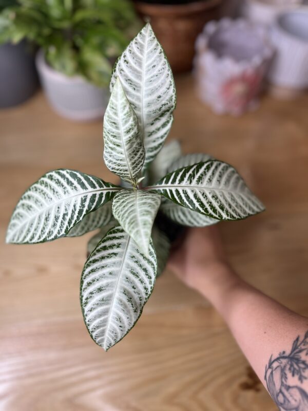 Aphelandra Snowflake