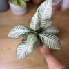 Aphelandra Snowflake