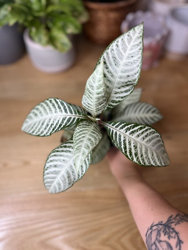 Aphelandra Snowflake