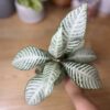 Aphelandra Snowflake