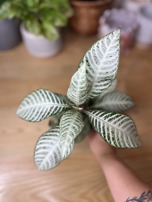 Aphelandra Snowflake