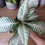 Aphelandra Snowflake