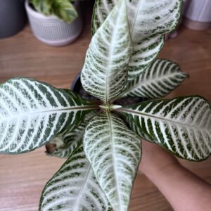Aphelandra Snowflake