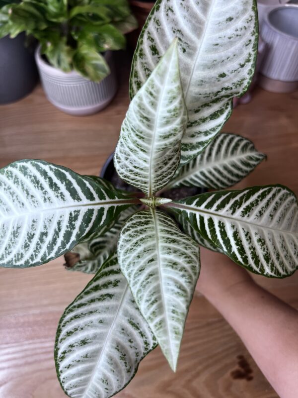 Aphelandra Snowflake