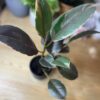 Ficus Elastica Rubby