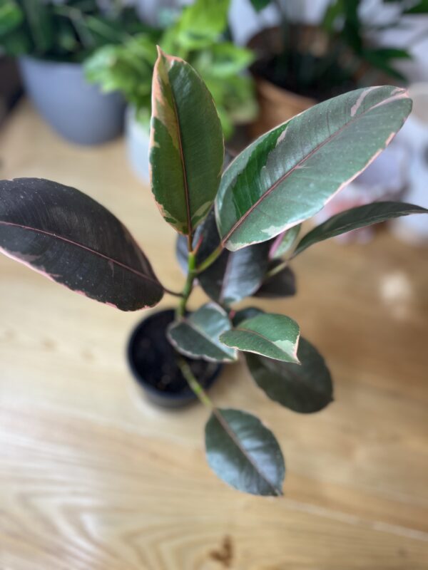 Ficus Elastica Rubby